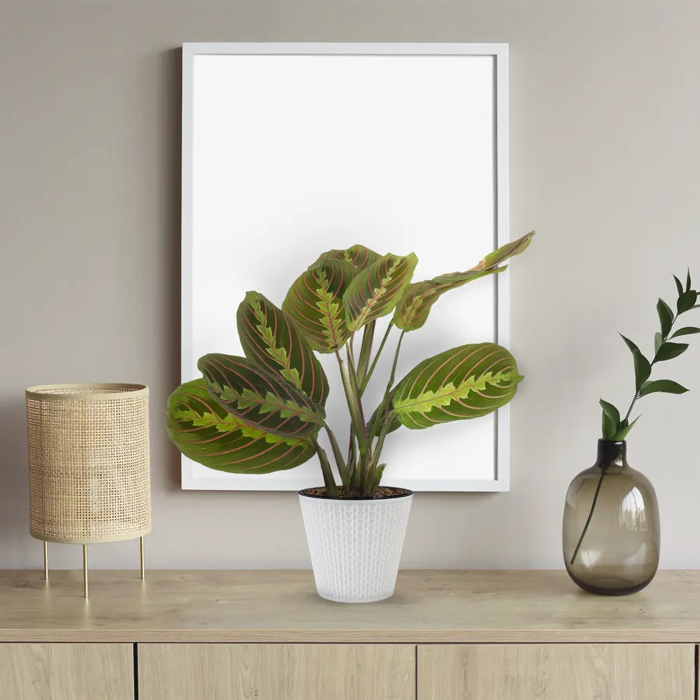 Santreyd Маранта беложильчатая «Фасцинатор» — декоративное растение с розовыми прожилками 18785782 STLM-0012723 - Вид №3