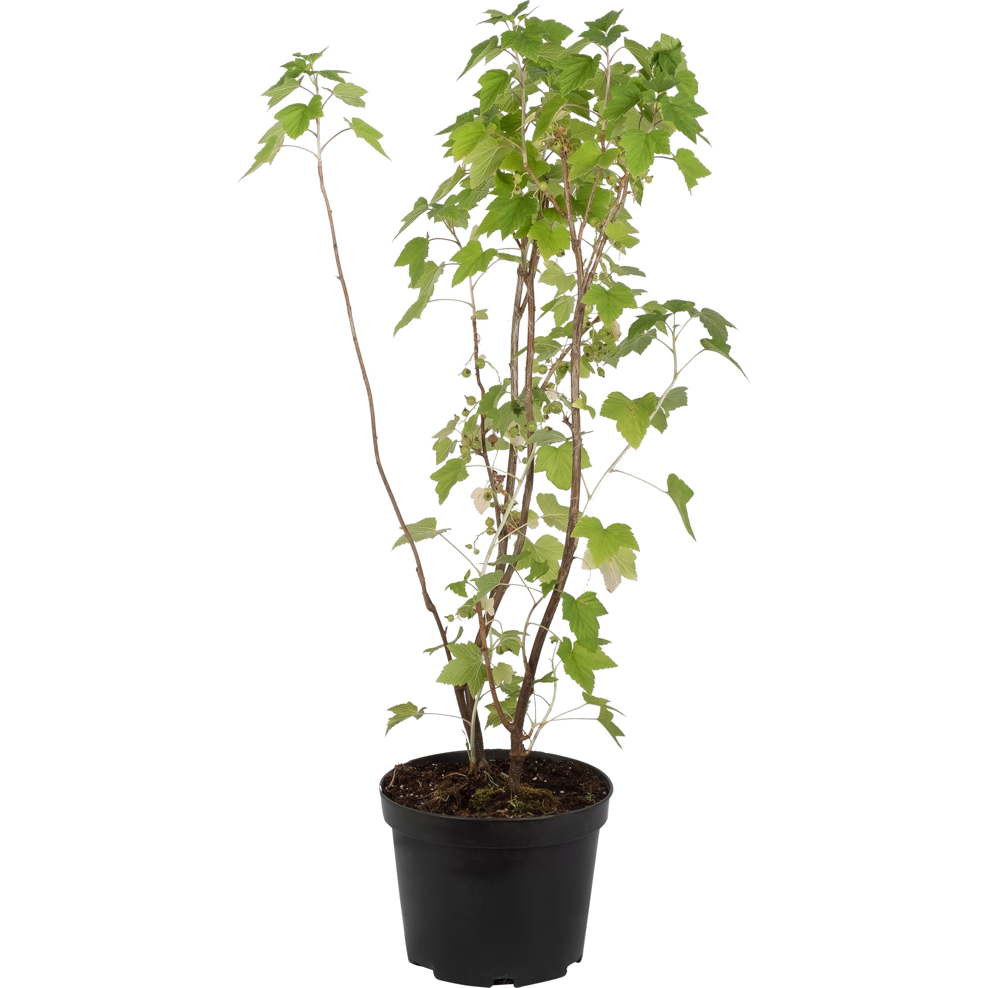 Саженец черной смородины Santreyd 5 л 82219585 STLM-0022227