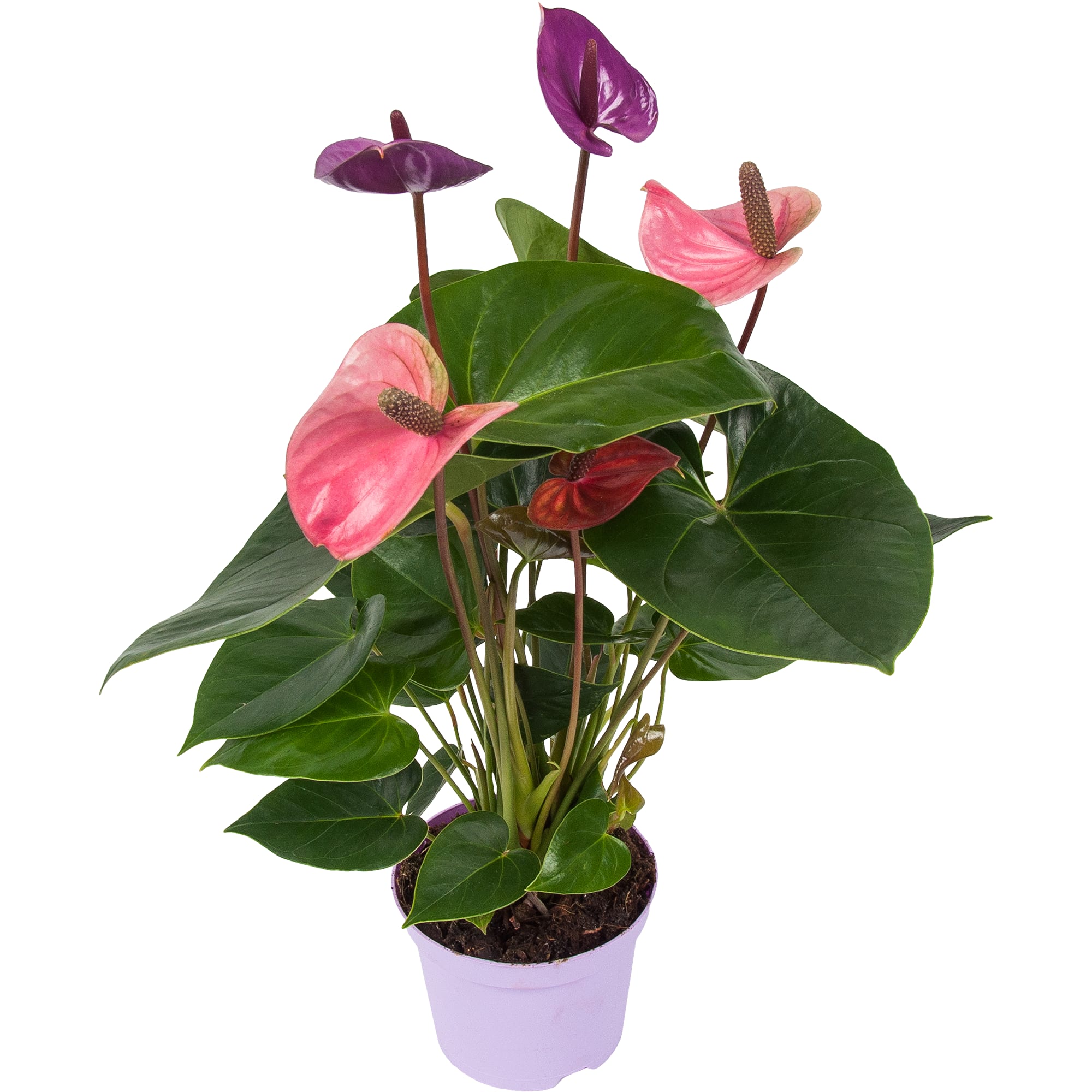 82850408 Антуриум "Кавалли Перпл" 14х50 см Santreyd 