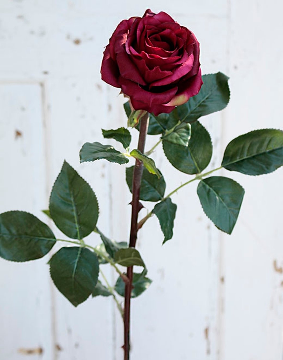 2313 442 a2 Ложная роза 'Curiosa', 77 см, бордовый H-andreas  - Вид №1