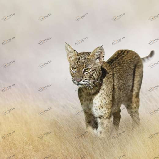 WP00732 Фотообои Verol Фотообои decoline 1х1 м