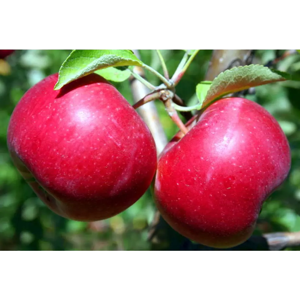 Яблоня Красное раннее Santreyd - ранний урожай сочных яблок 84347442 STLM-0955199