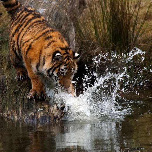 WP00692 Фотообои Verol Фотообои decoline 1х1 м