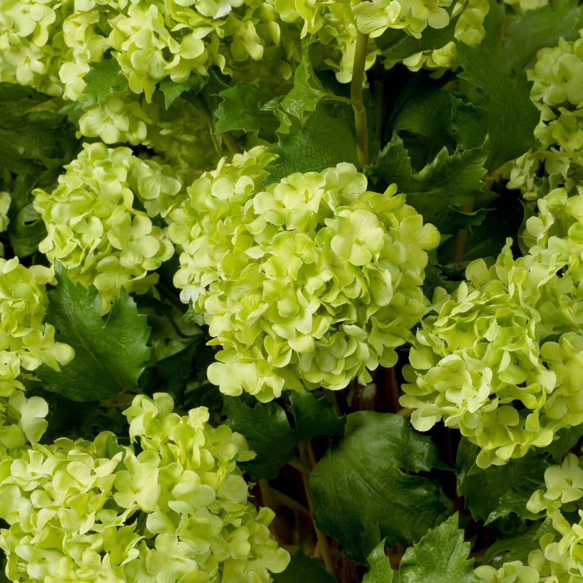 Искусственное растение Eichholtz BOUQUET OF HYDRANGEAS ARCH-00040698 - Вид №1