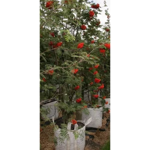 84815690 Саженец Рябина обыкновенная ø35 h350 см Поиск инвест STLM-0965788