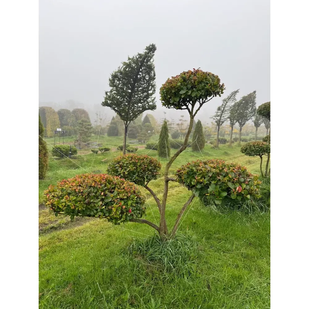 Боярышник Слива Ниваки ø175 - 200 h175 - 200 см Santreyd STLM-2149065