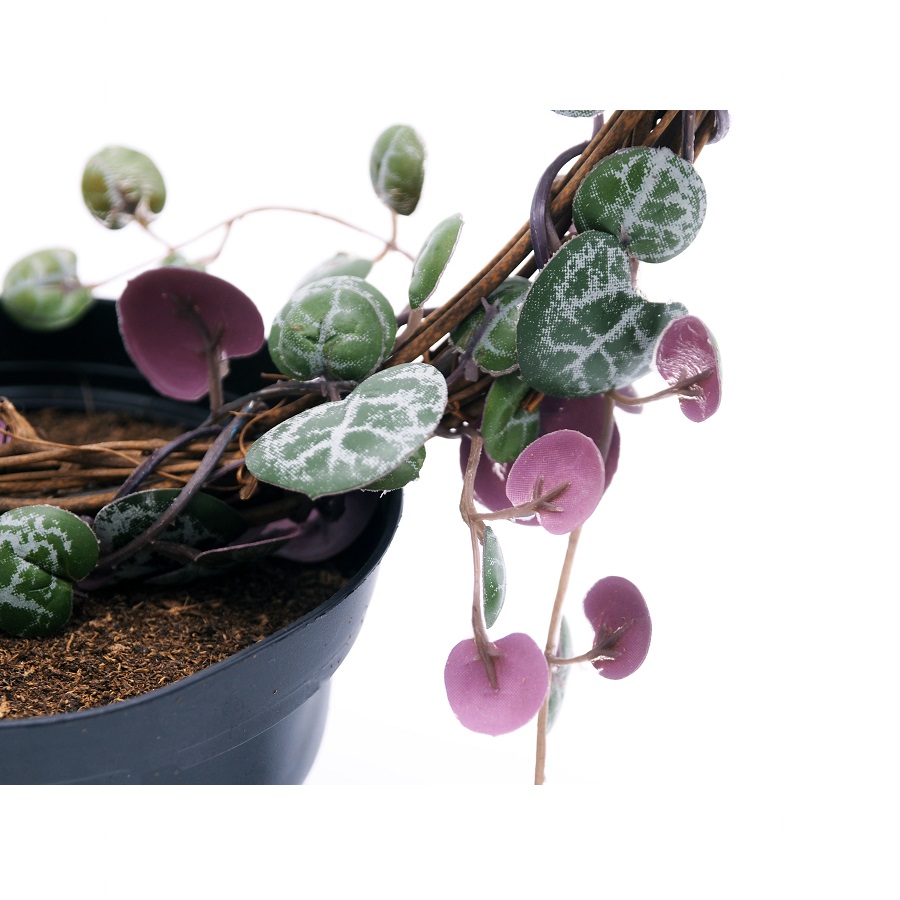 Церопегия искусственная Mr Plant 9012901 - Вид №4