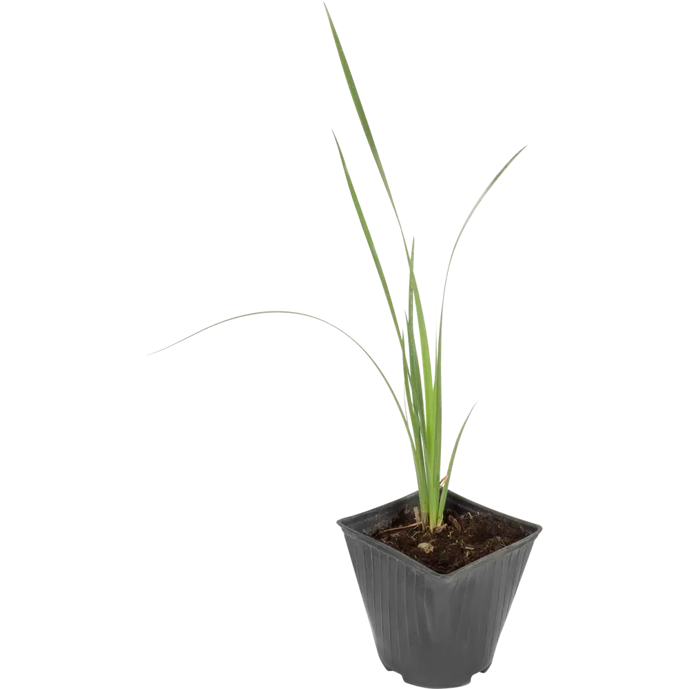 Santreyd Ирис сибирский «Кларет Кап» - фиолетовое цветение для сада 81954816 STLM-0961079