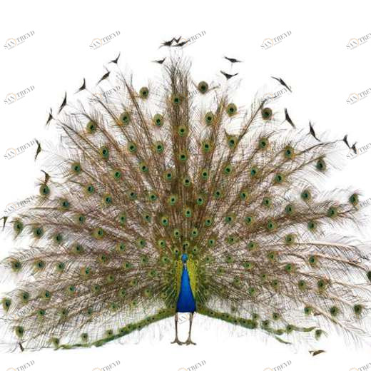 WP01534 Фотообои Verol Фотообои decoline 1х1 м