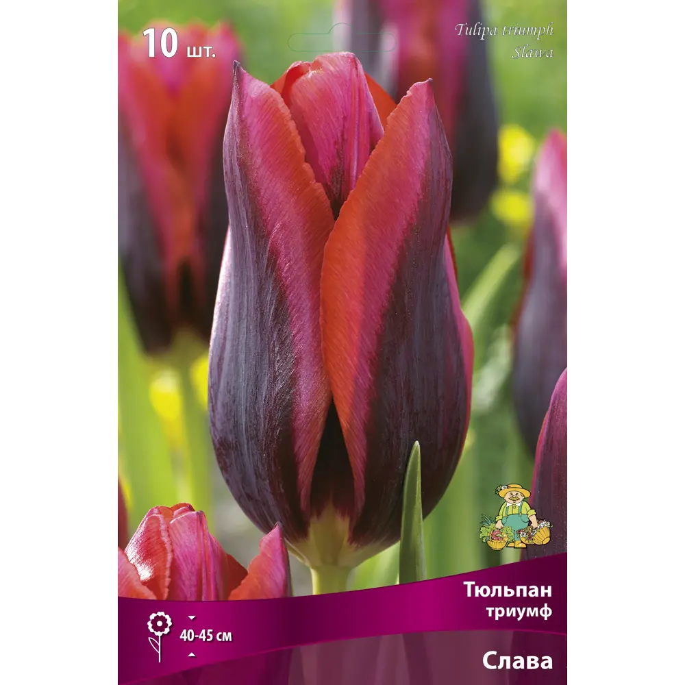 Тюльпан триумф Слава GEOLIA STLM-2103329