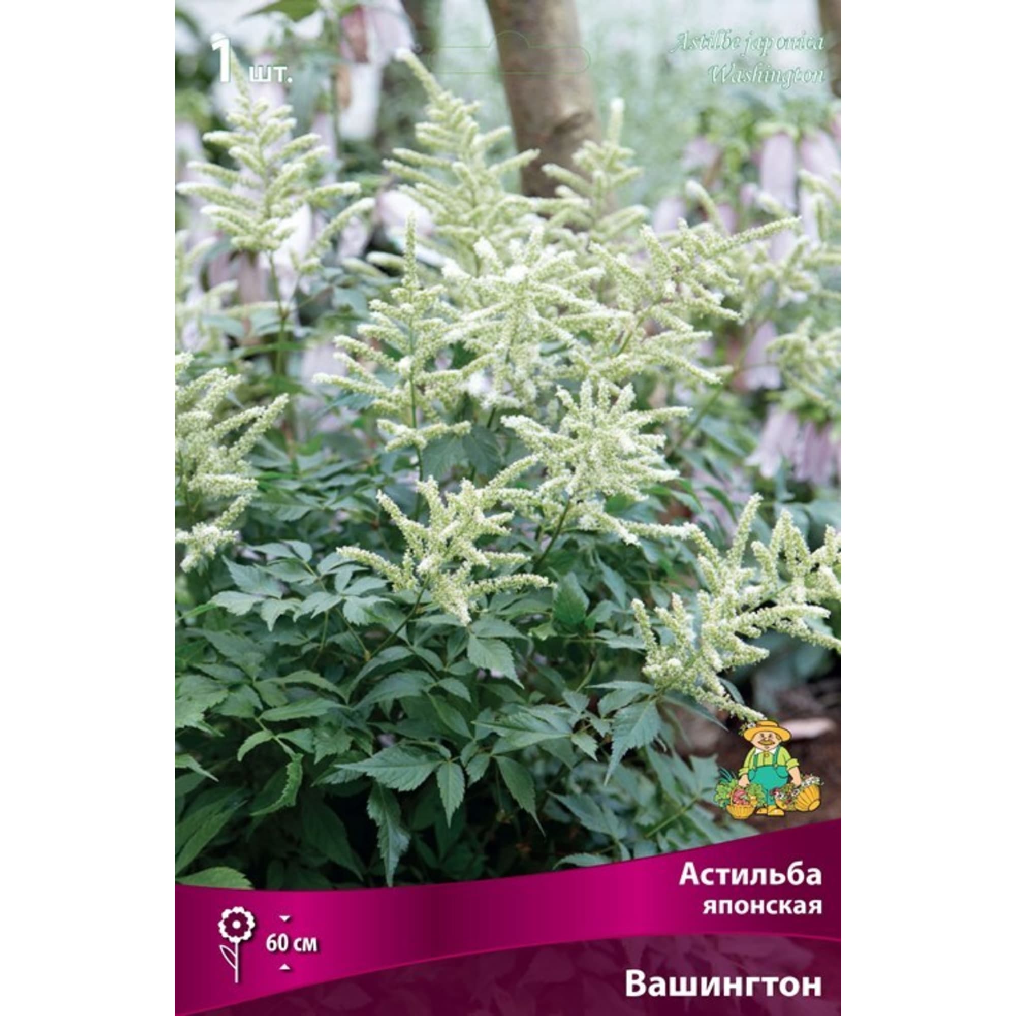 83599228 Астильба японская Вашингтон луковица I Santreyd 