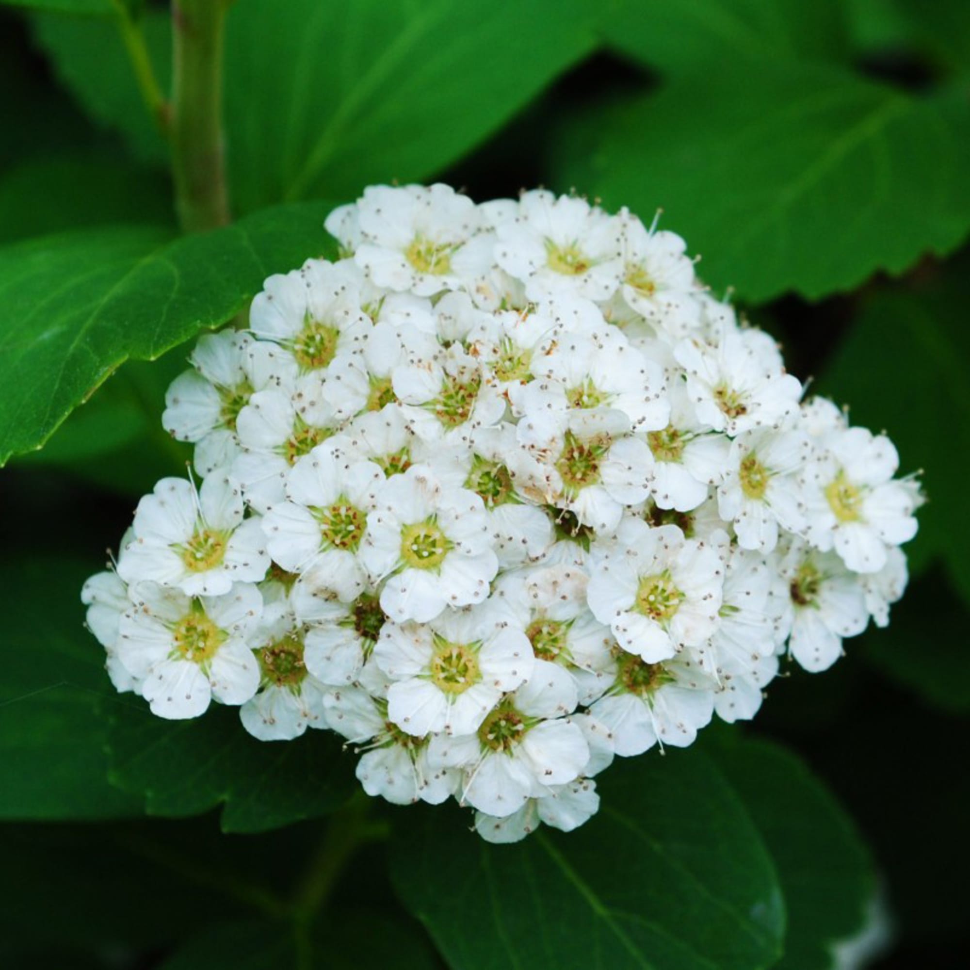 81954839 Спирея берёзолистная C2 h30 Тор Santreyd  - Вид №2