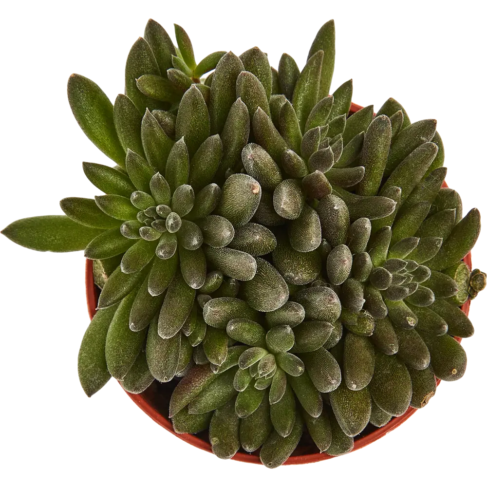 Santreyd Сцинокрассула микс — компактный суккулент для интерьера 85062789 STLM-0058122 - Вид №2