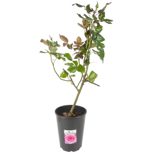 Роза чайно-гибридная розовая 15x55 см