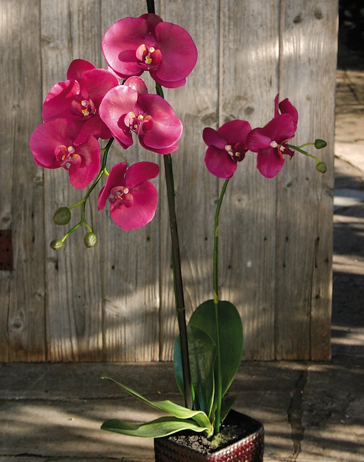 2506 299 a3 Искусственная орхидея Phalaenopsis, 2-х кратная, горшечная, 80 см, real touch, антично-темно-фиолетовый H-andreas 