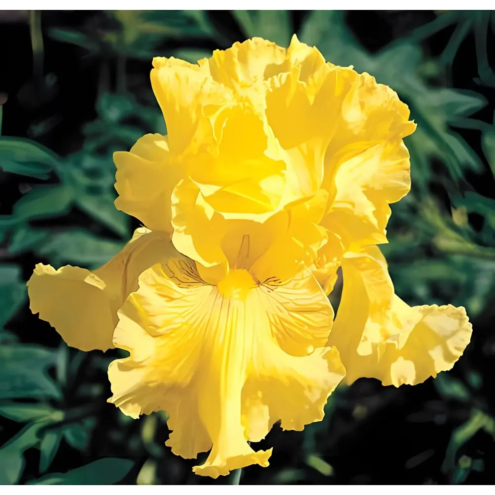 Ирис бородатый Голден Эппл - корневище многолетнего цветущего растения 89433494 ПОИСК STLM-1573562