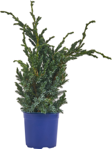 84834065 Можжевельник чешуйчатый Мейери ø14 h50 см STLM-0055832 PLANTMARKET