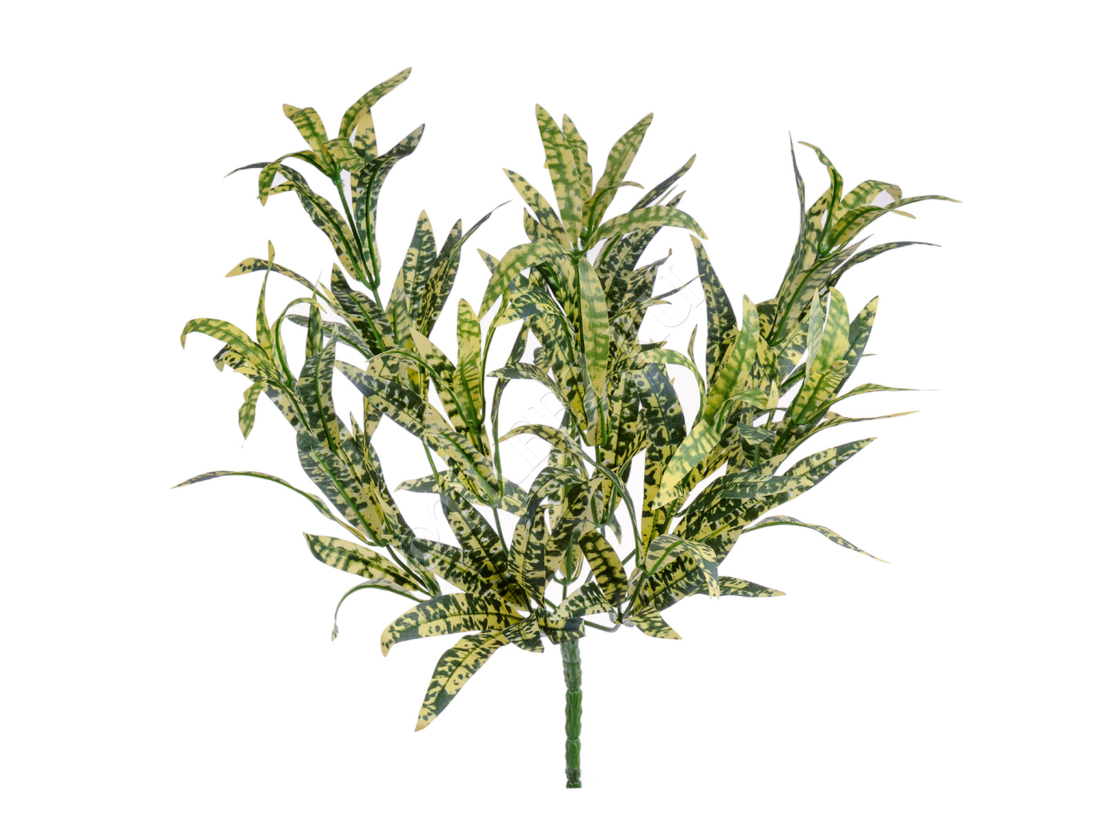 20.01161200NY Спайдер-аукуба жёлто-зелёный куст Цветочная коллекция 