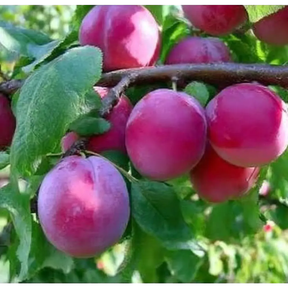 Алыча Кубанская комета пакет PLANTMARKET STLM-2169185