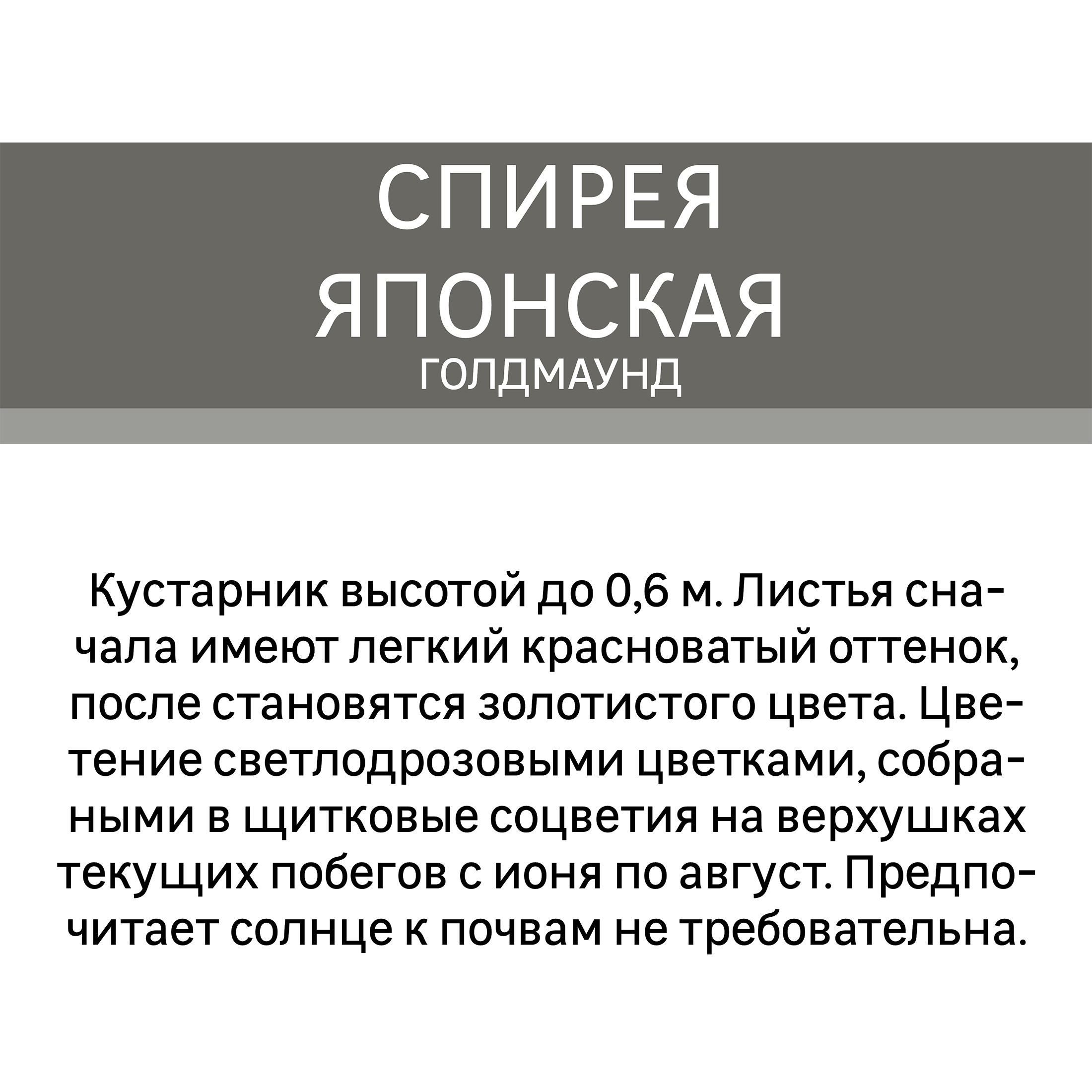 Спирея японская Голдмаунд Santreyd - золотистый карликовый кустарник 16572636 STLM-0006942 - Вид №2