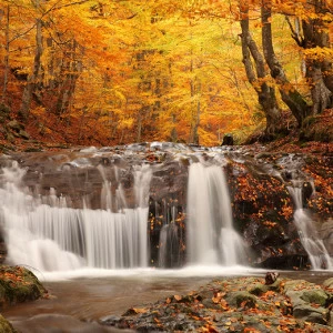 C1-095 Фотообои DIVINO Collection C 2.7х3 м