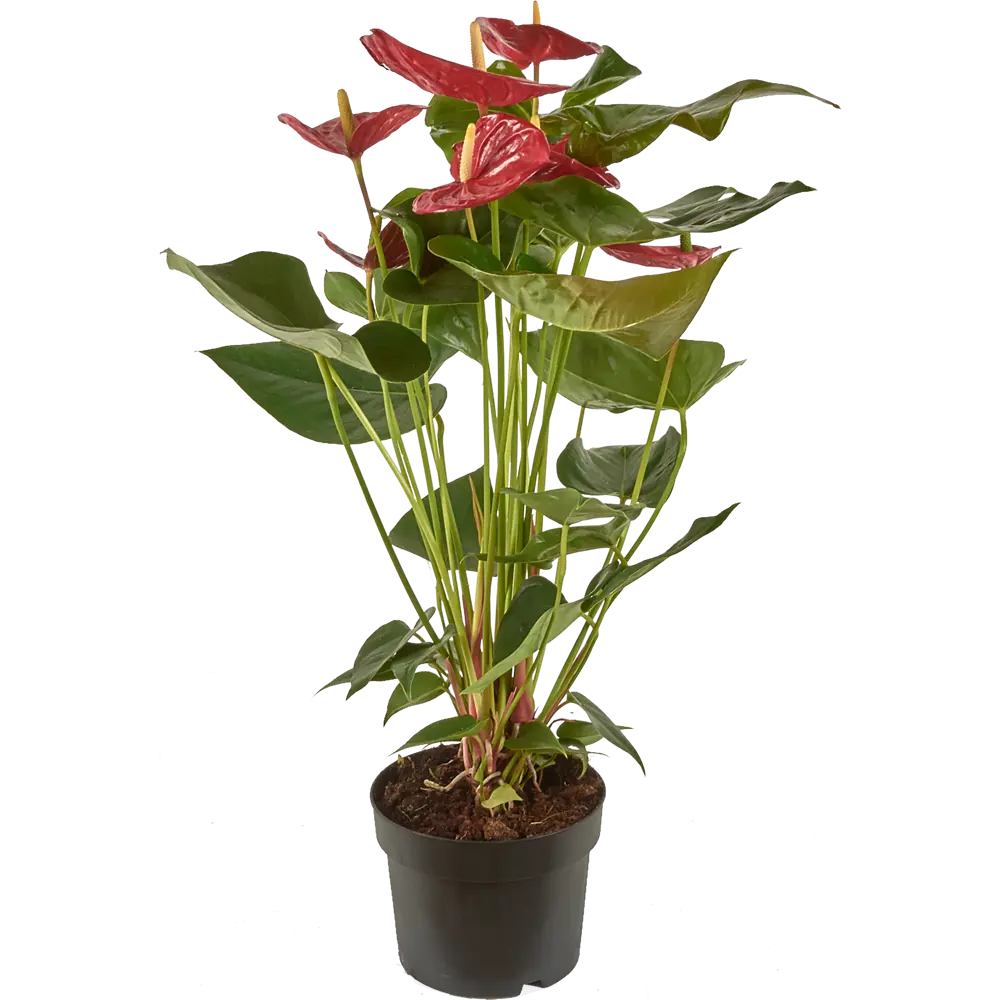 Santreyd Антуриум Рэд Кинг — изысканное сердце тропиков 82383414 STLM-1381386