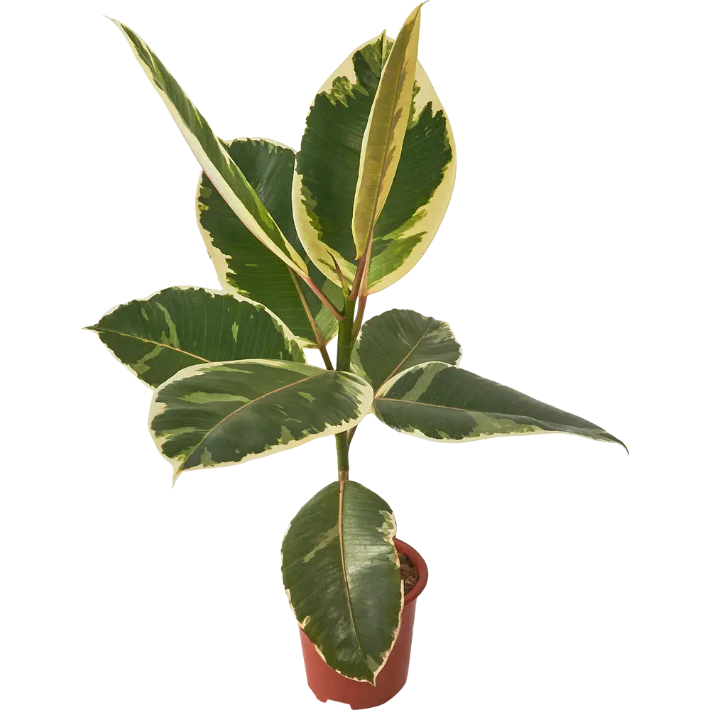 Фикус Эластика Santreyd — комнатное растение для уютного интерьера 85324847 STLM-0061460 - Вид №2