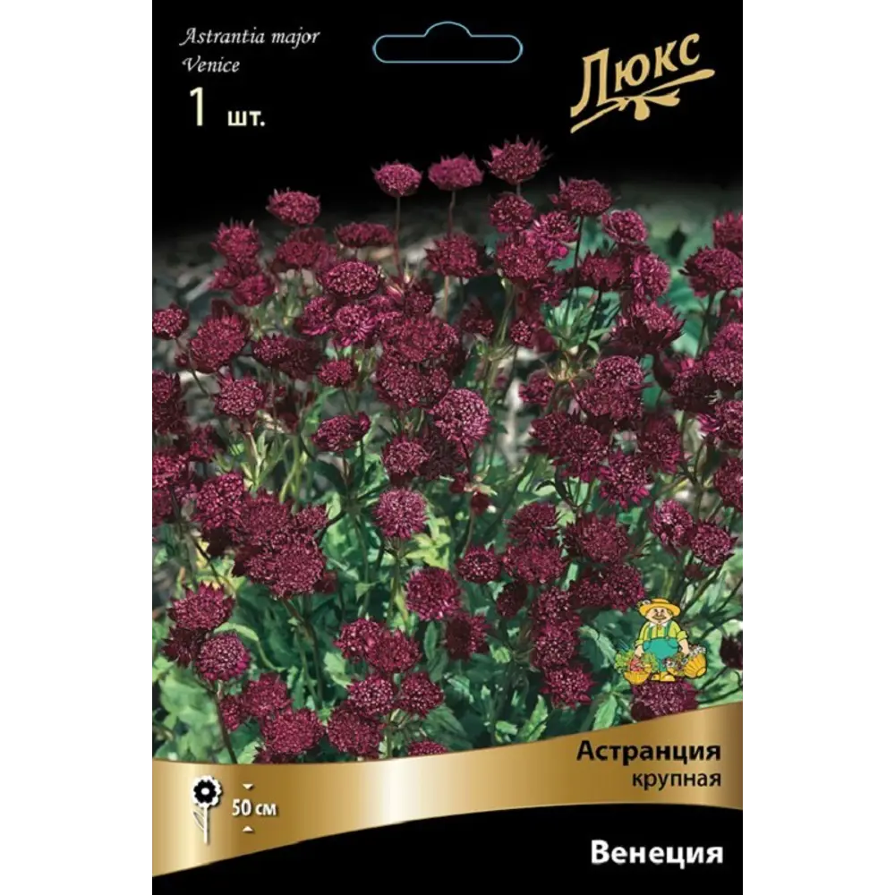 Астранция крупная Венеция 89452200 STLM-2098702 ПОИСК  - Вид №1