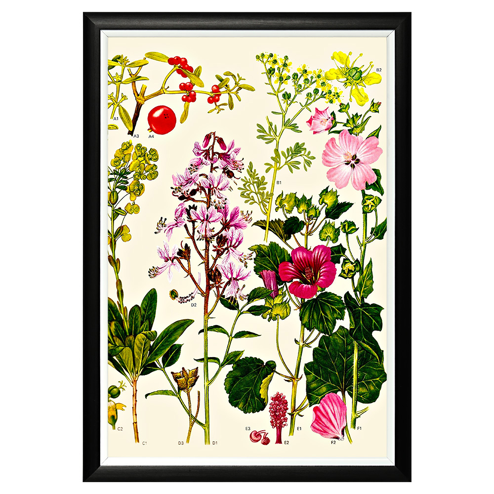 896519634_1818 Арт-постер «Цветочная энциклопедия, глава 24» Object Desire 