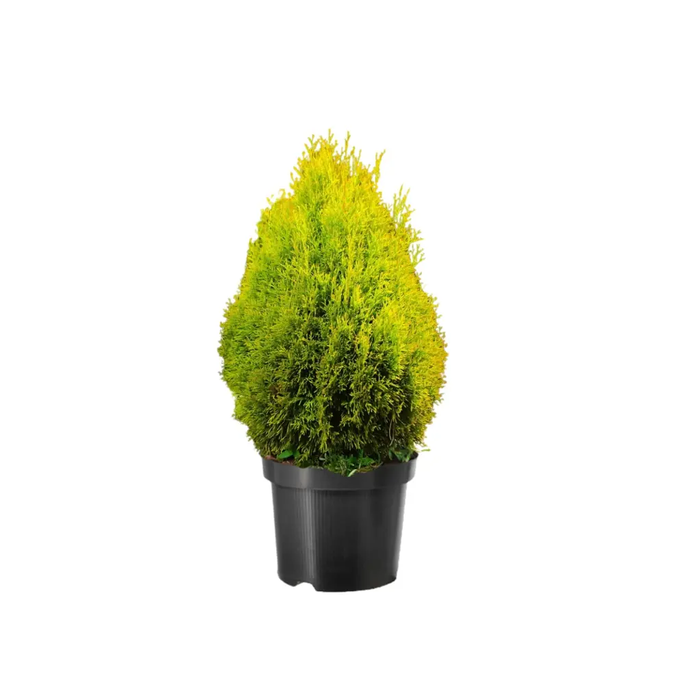 Туя западная Голден Смарагд ø38 h128 см Santreyd STLM-2117997