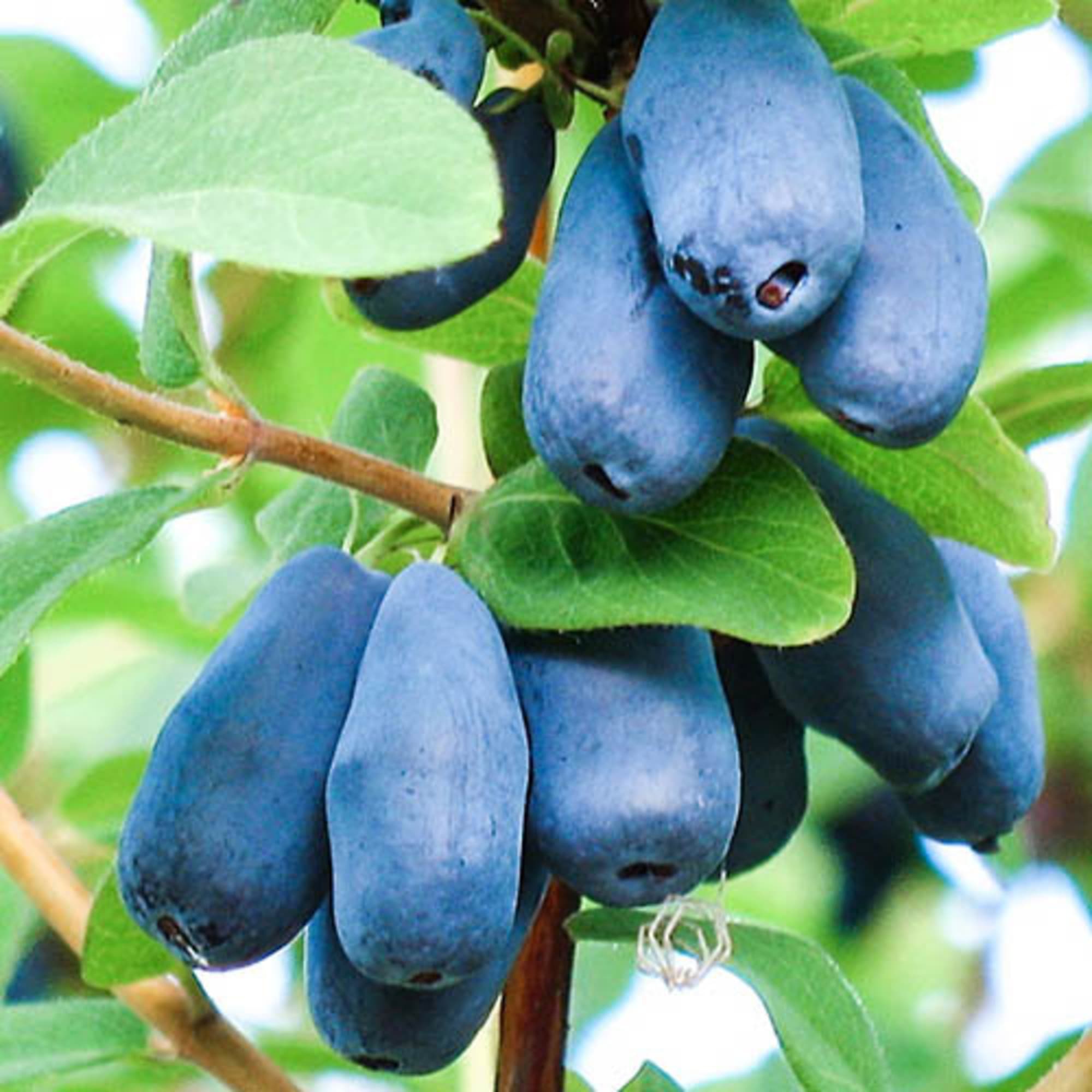 85607977 Жимолость плодовая Волшебница ø16 h50 см Santreyd 