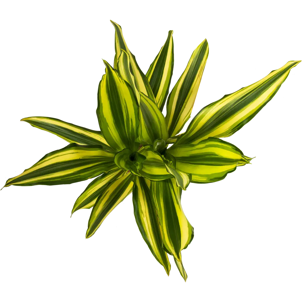 Santreyd Драцена Йелоу Кост - Живая пальма с золотистыми листьями 13533965 STLM-0003270 - Вид №1