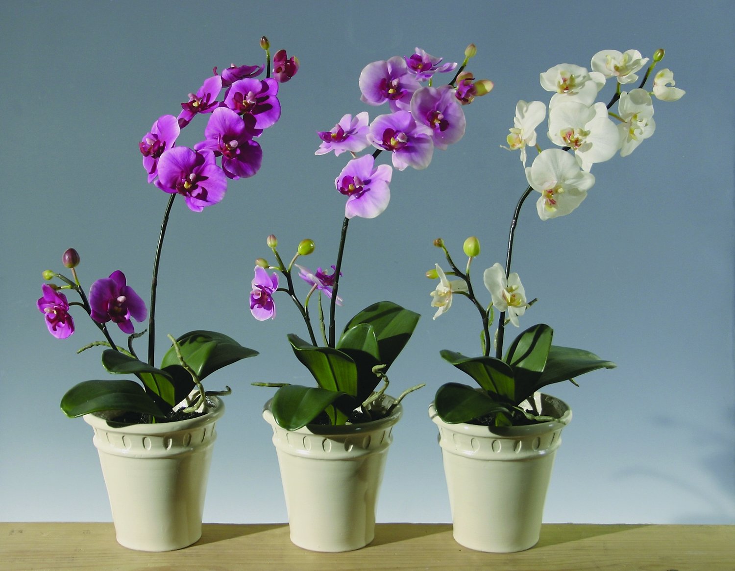 2527 420 a2 Искусственная орхидея Phalaenopsis, горшечная, 60 см, real touch, вишня H-andreas  - Вид №1