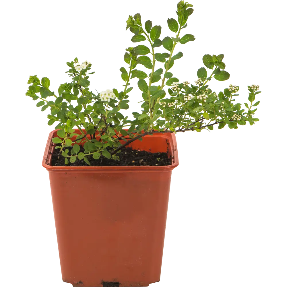 Santreyd Спирея раскидистая - пышное белое цветение 82560415 STLM-0029942