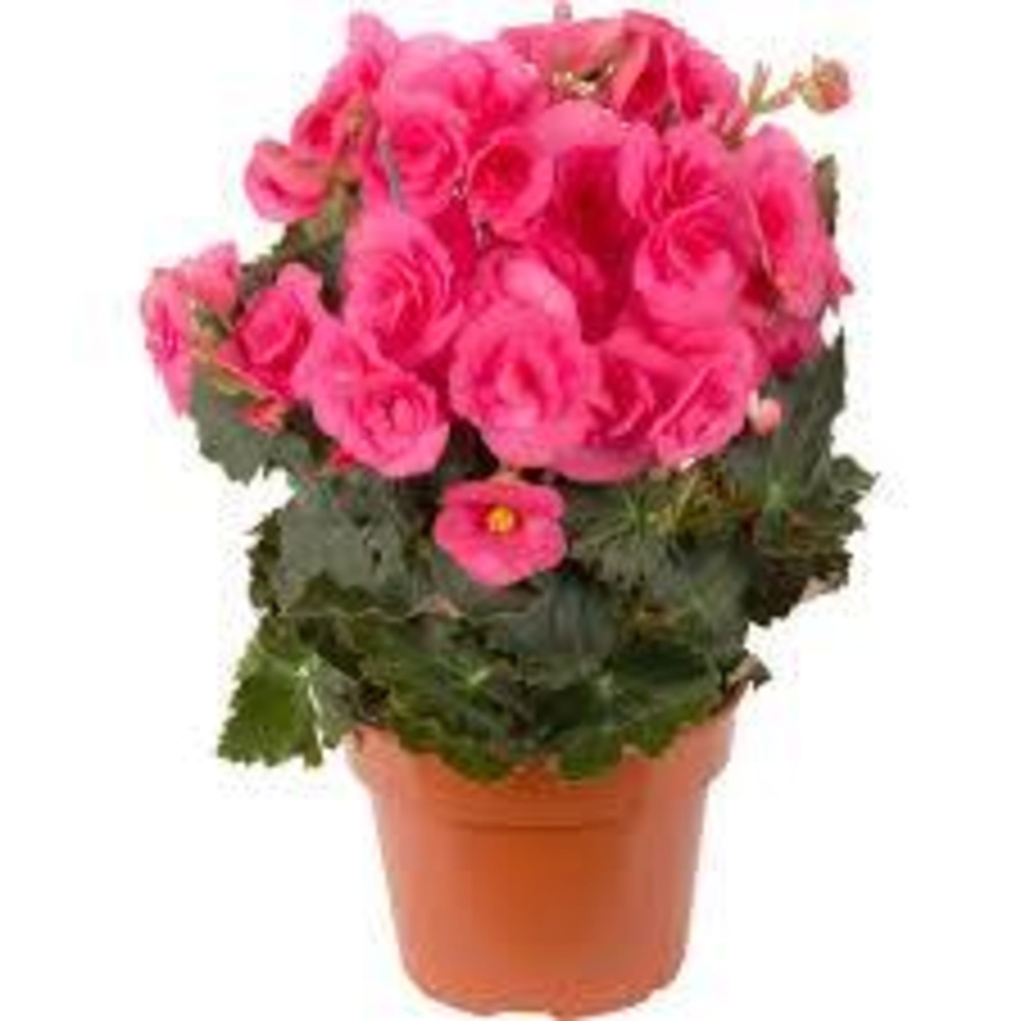 82579541 Бегония махровая микс d9 h25 Santreyd  - Вид №4