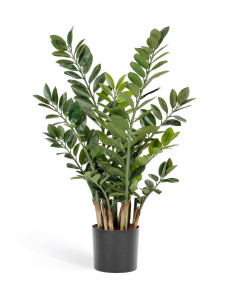 10.46303N Замиокулькас кустовой Цветочная коллекция