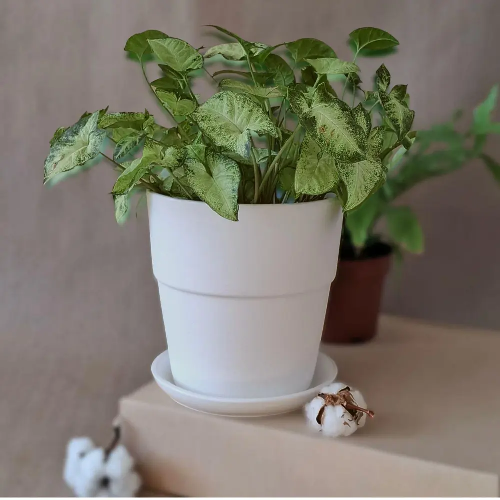 Горшок для цветов Котон Ø15 h15.5 см v1.7 л керамика белый Santreyd нет STLM-2155544 - Вид №1