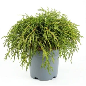 Кипарисовик горохоплодный Нана ø23 h25 см