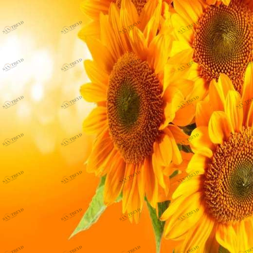 WP01224 Фотообои Verol Фотообои decoline 1х1 м