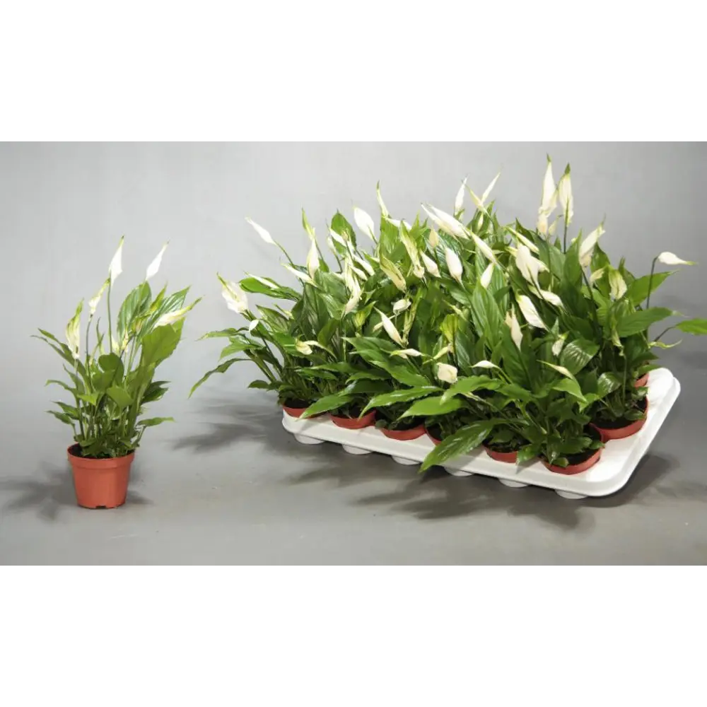 Спатифиллум Шопен - комнатное растение с декоративной листвой ø6 см 89434818 Santreyd STLM-1580035