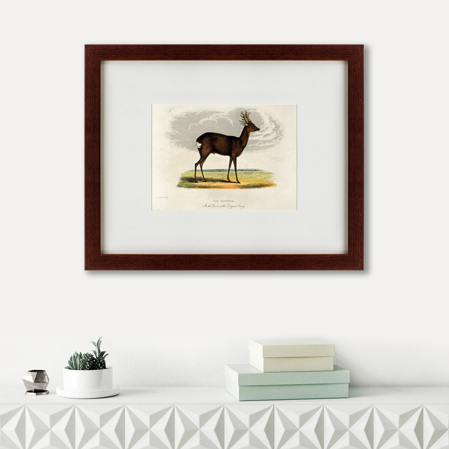 Литография на тонированной бумаге 42х52 см A roebuck, 1830 КАРТИНЫ В КВАРТИРУ  135640 Белый;коричневый;разноцветный  - Вид №1