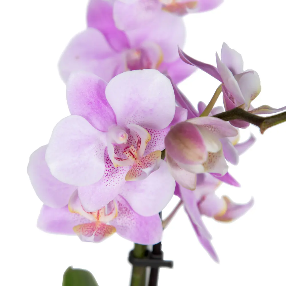 Santreyd Орхидея Фаленопсис микс - цветущая бабочка в вашем интерьере 85324974 STLM-0061535 - Вид №6