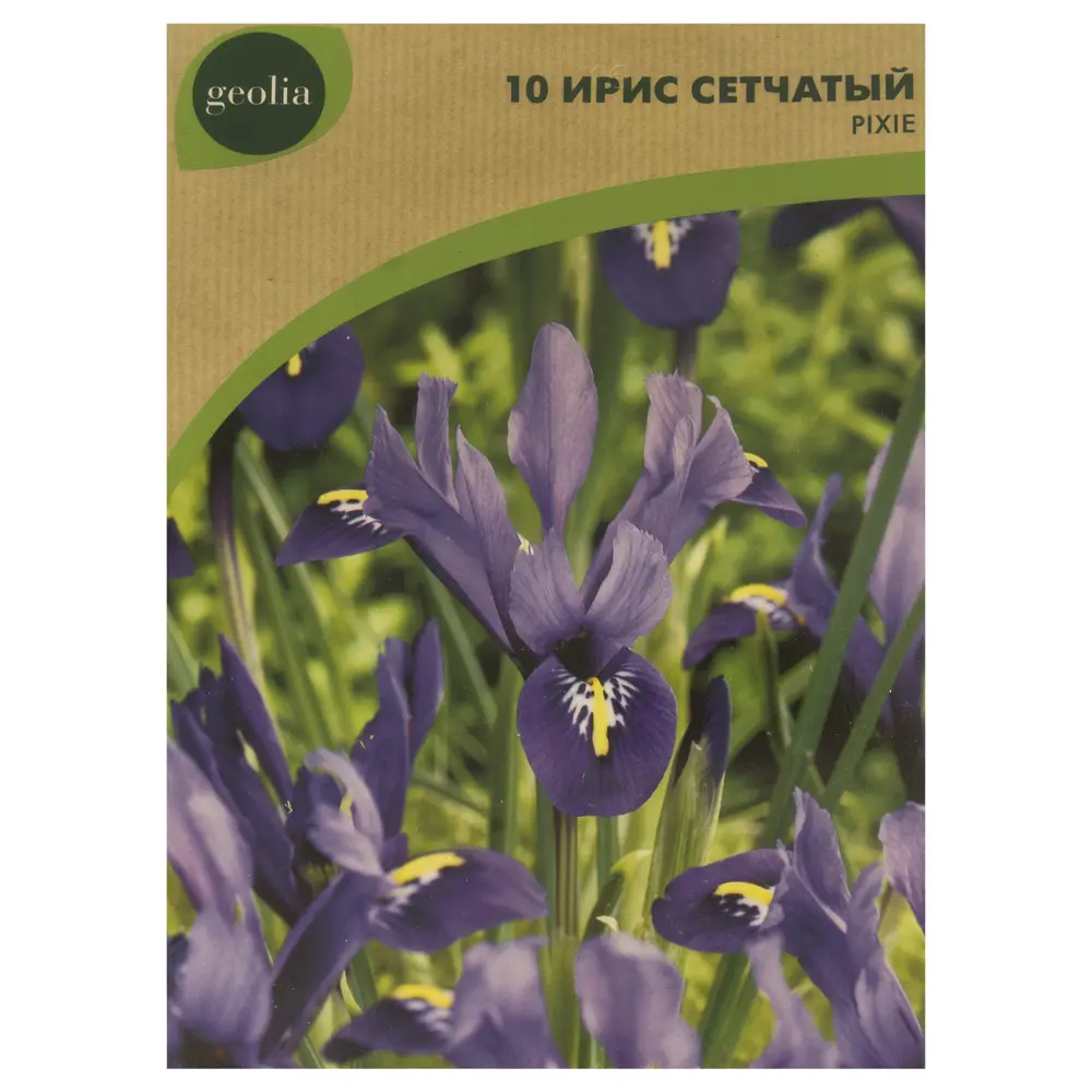 Ирис Geolia «Reticulata Pixie» 15045092 STLM-2055347  - Вид №1