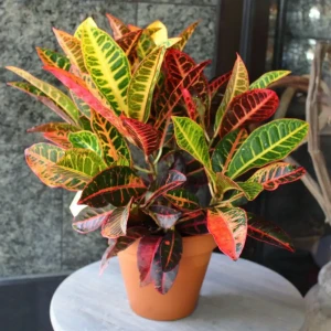 89399319 Кодиеум Вариегатум ø20 h50 см STLM-1345710