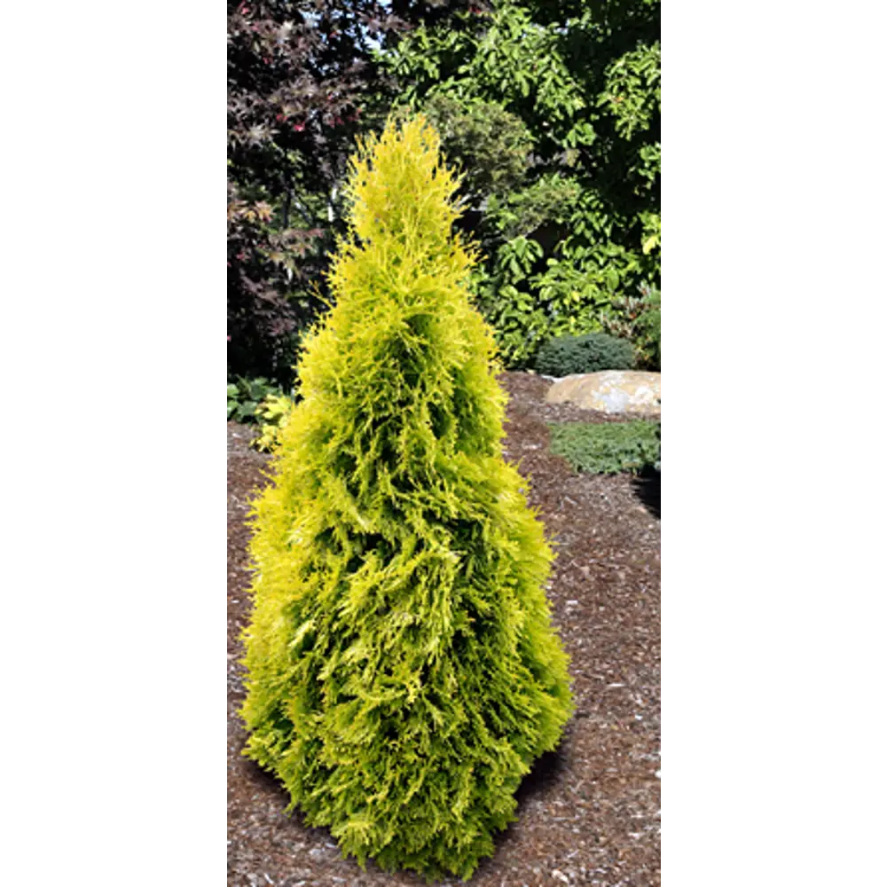 Туя западная Янтарь - хвойное растение с золотистой хвоей 89417032 Santreyd STLM-1582250