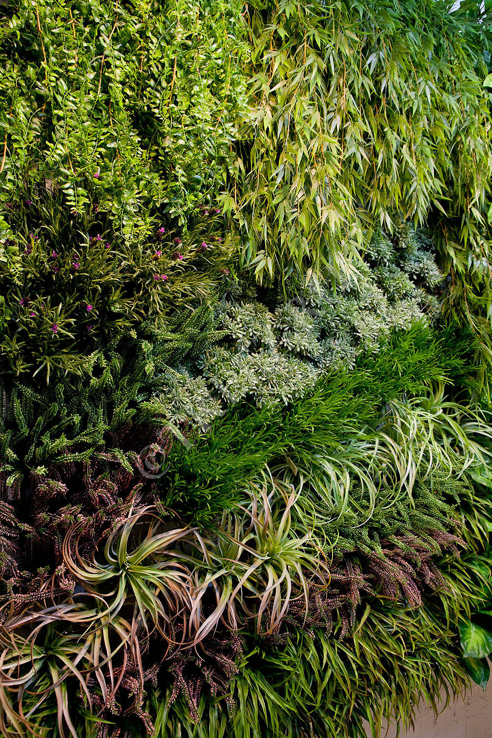 20.1412XL Папоротник Лесной ампельный Цветочная коллекция  - Вид №3