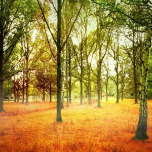 WP01699 Фотообои Verol Фотообои decoline 1х1 м