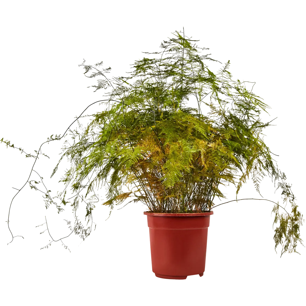 Аспарагус Сетацеус Santreyd - комнатное растение для уютного интерьера 85062703 STLM-0952235