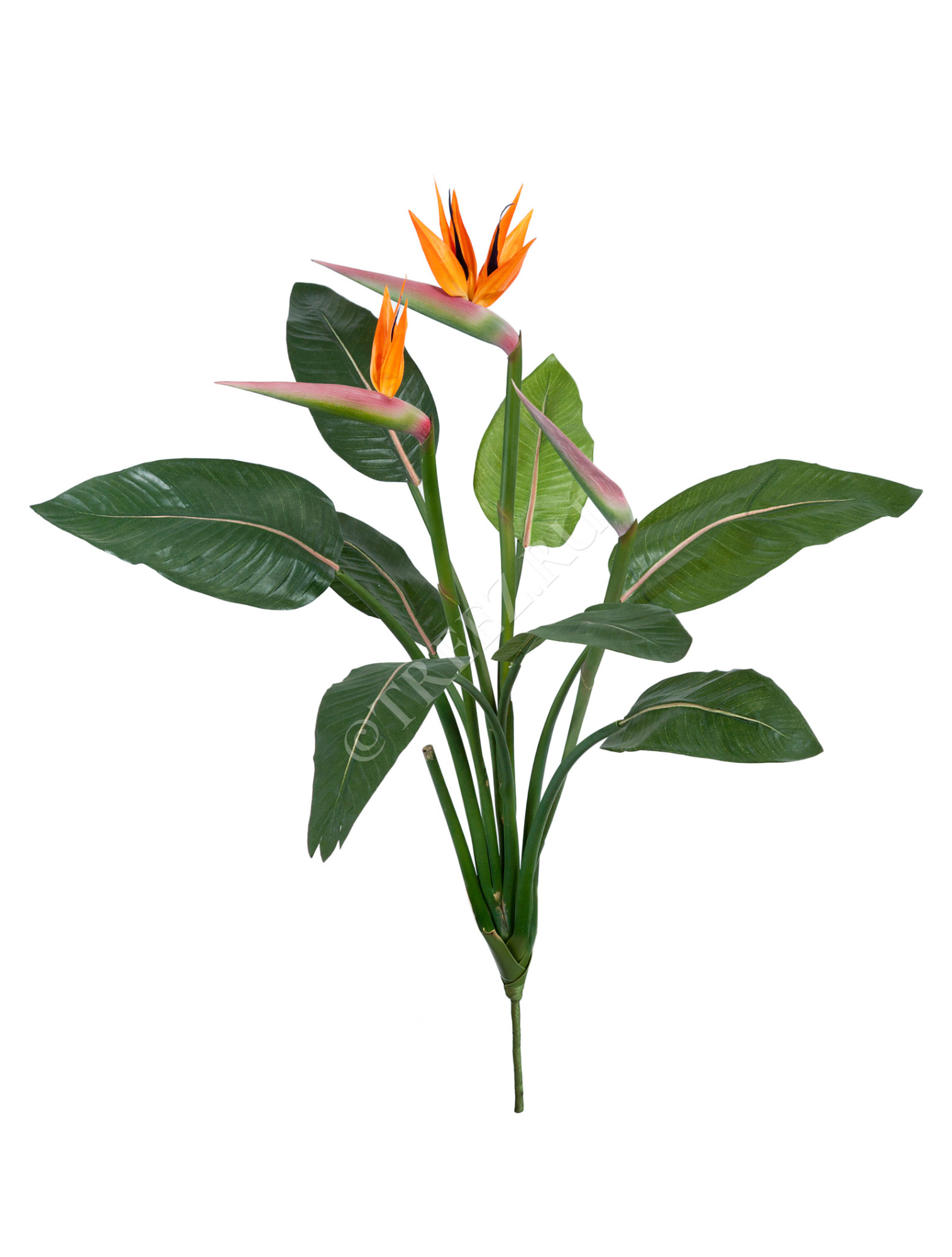 20.6210N Стрелиция Королевская куст 105 см Цветочная коллекция 