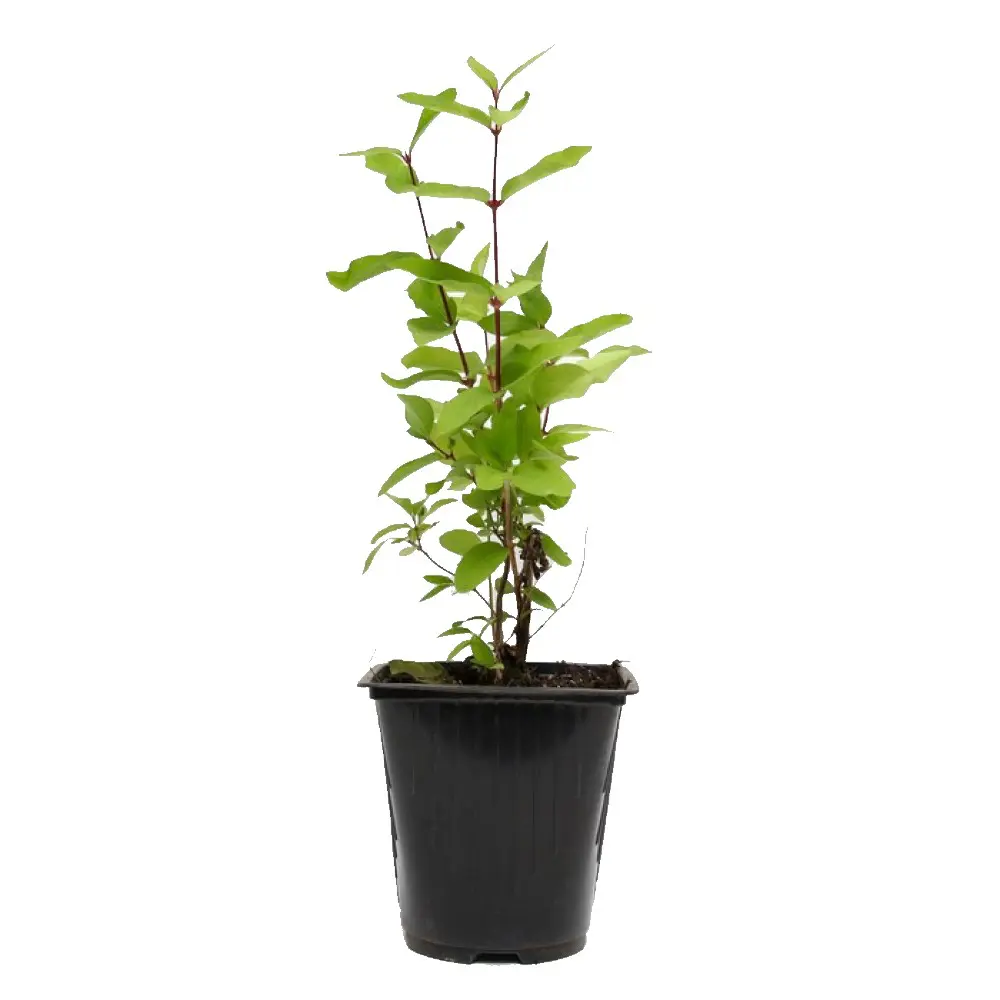 Жимолость съедобная Пушкинская 89465357 STLM-2156578 PLANTMARKET  - Вид №1